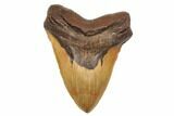 Massive, Fossil Megalodon Tooth - North Carolina #192466-2